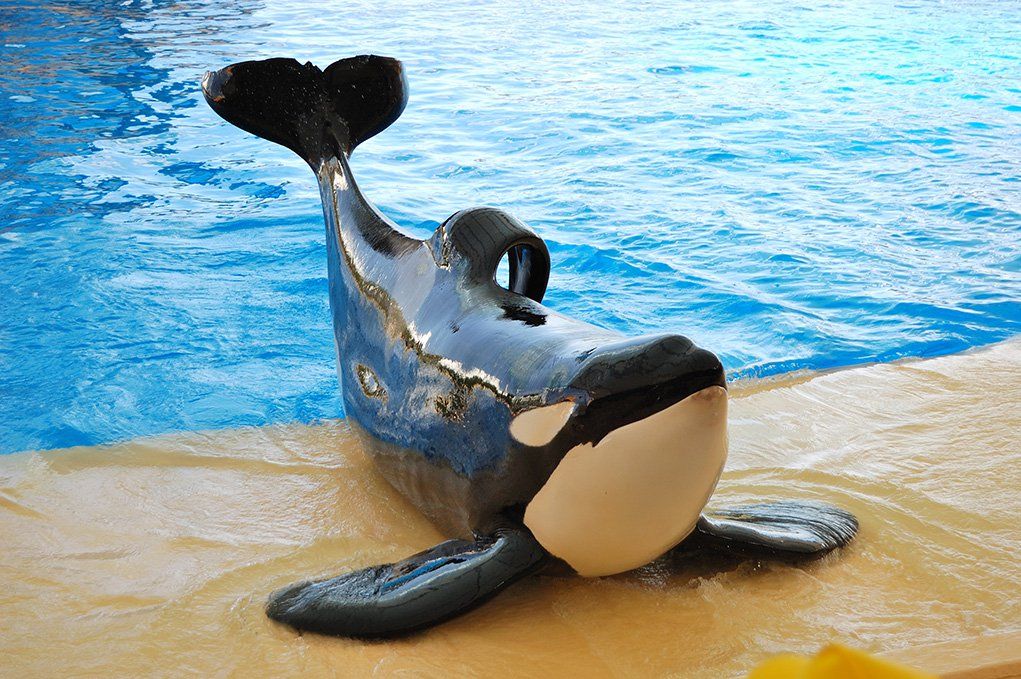 The-orcas-show-in-Loro-Parque-Tenerife-island-Spain_shutterstock_82084513.jpg