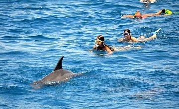 Сколько стоит посетить новый дельфинарий в Хургаде?