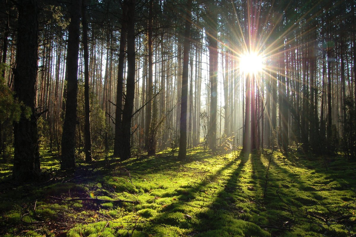 Фестиваль KONTAKT в Беловежской пуще