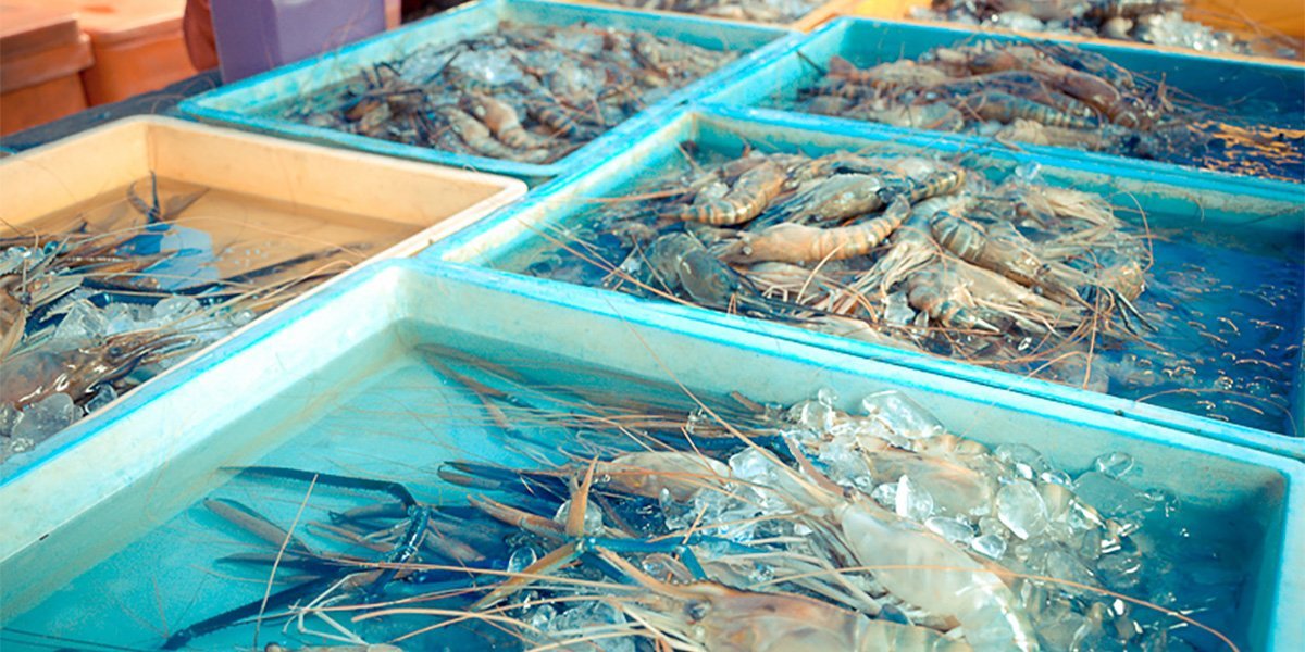 В Беларуси планируют запустить экскурсии на экоферму по выращиванию креветок