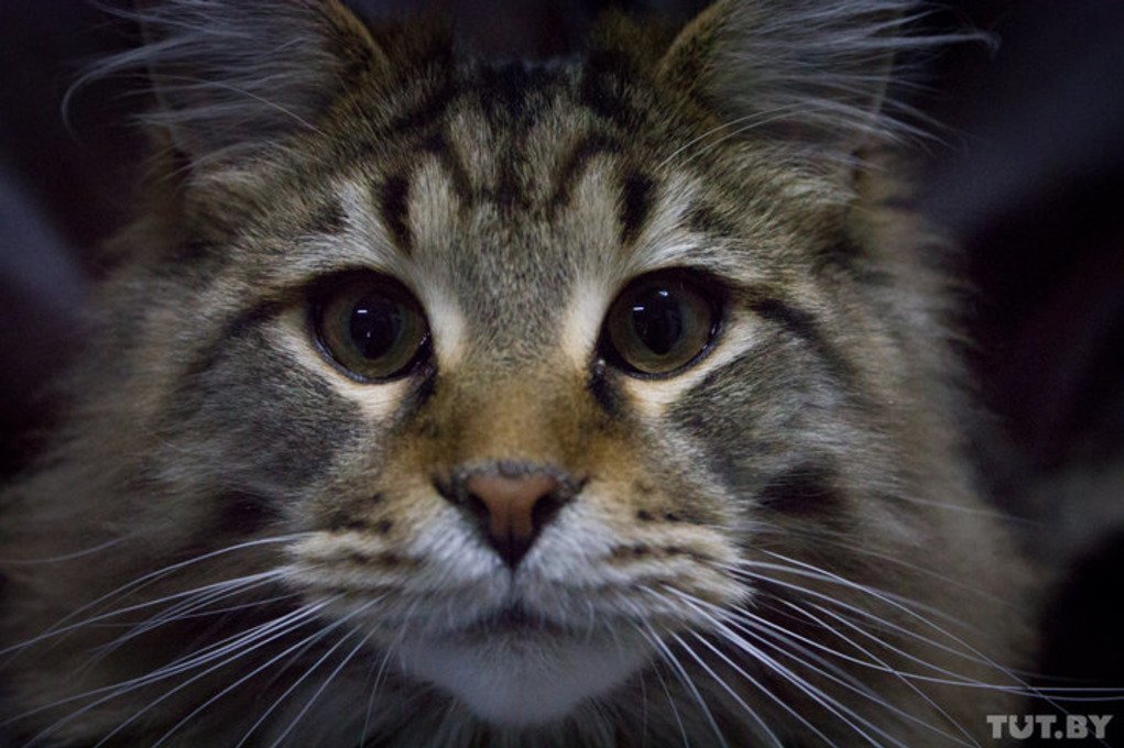 В Могилёве открылось первое в Беларуси котокафе с мейн-кунами