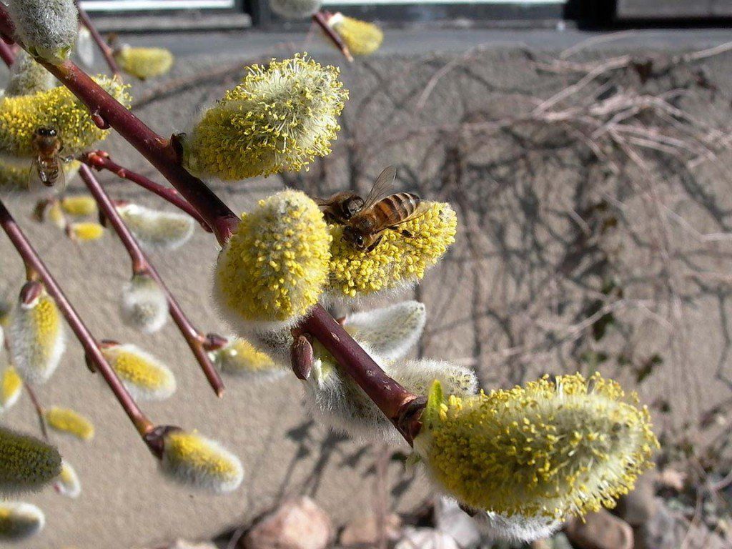 Праздники и фестивали апреля