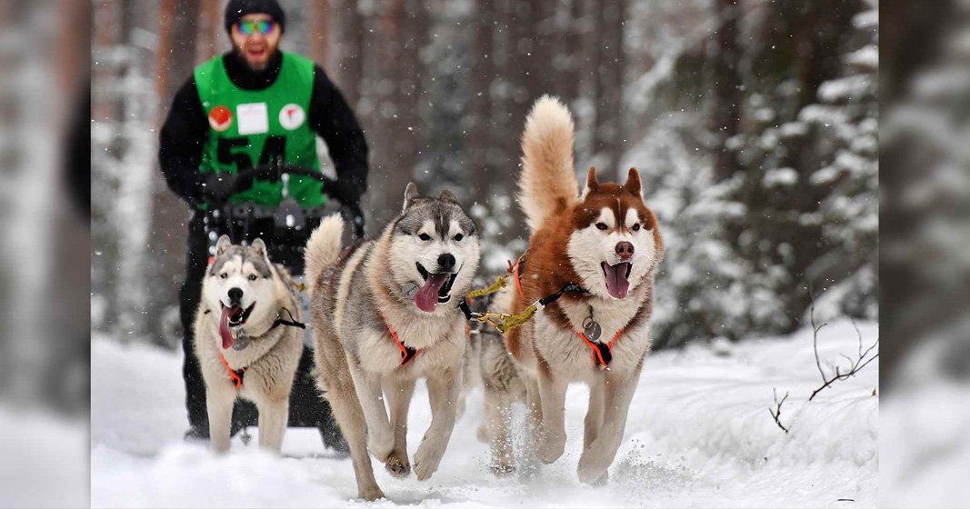 Северные псы 2020