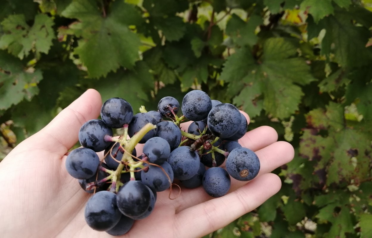 Почему Пьемонт — идеальное место для винного тура?