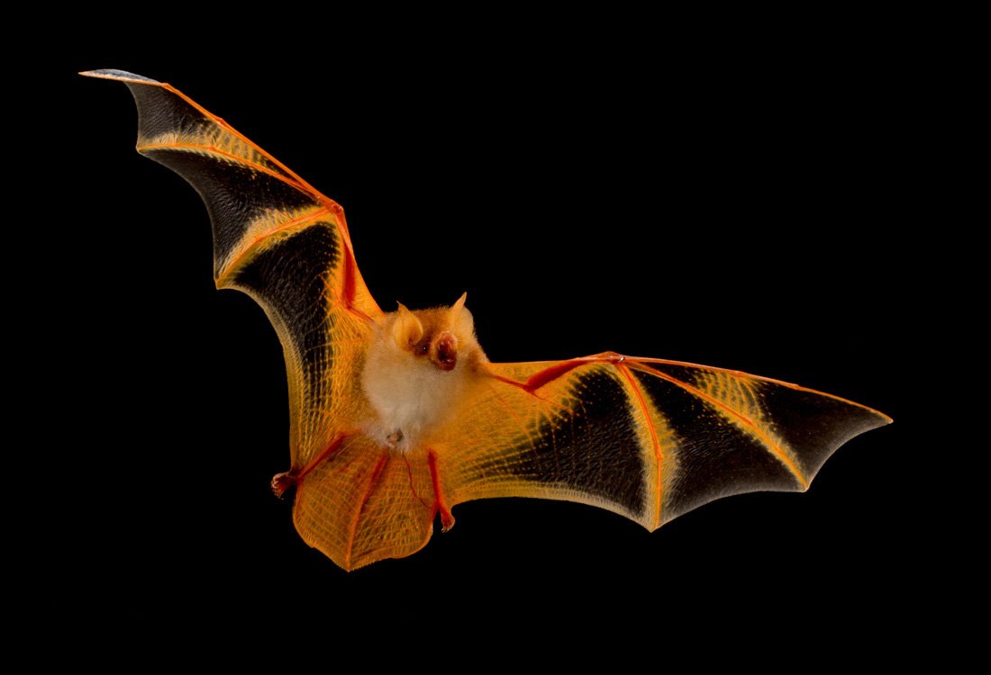 Ночь летучих мышей
