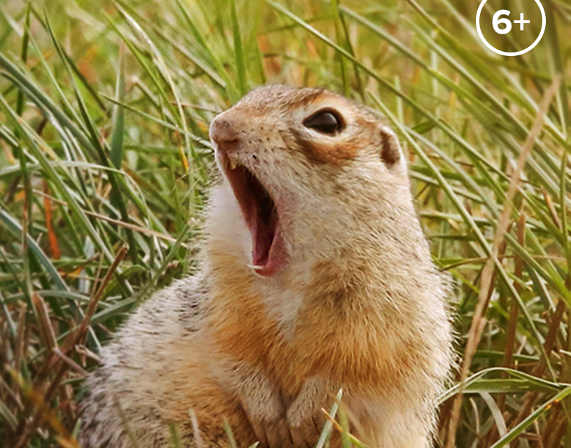Лекция "Спасти рядового суслика и генерала хомяка"