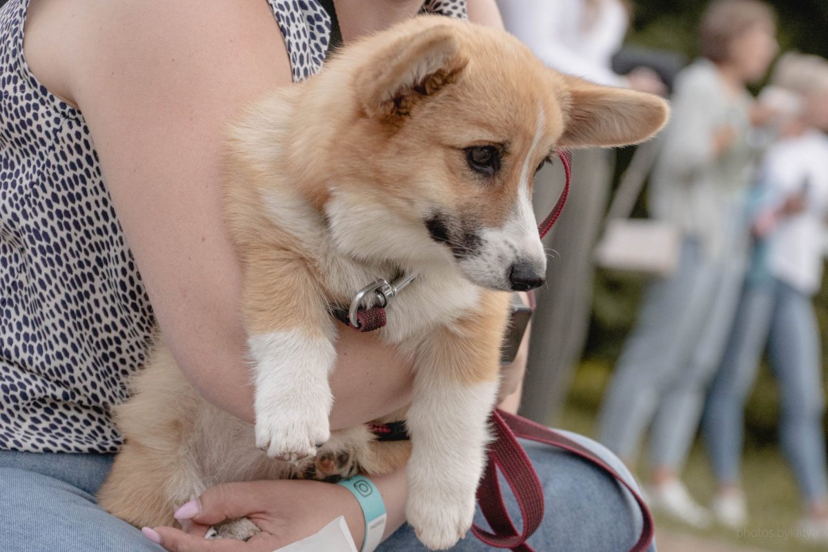 Фестиваль для любителей домашних животных Pets Fest пройдет в Минске
