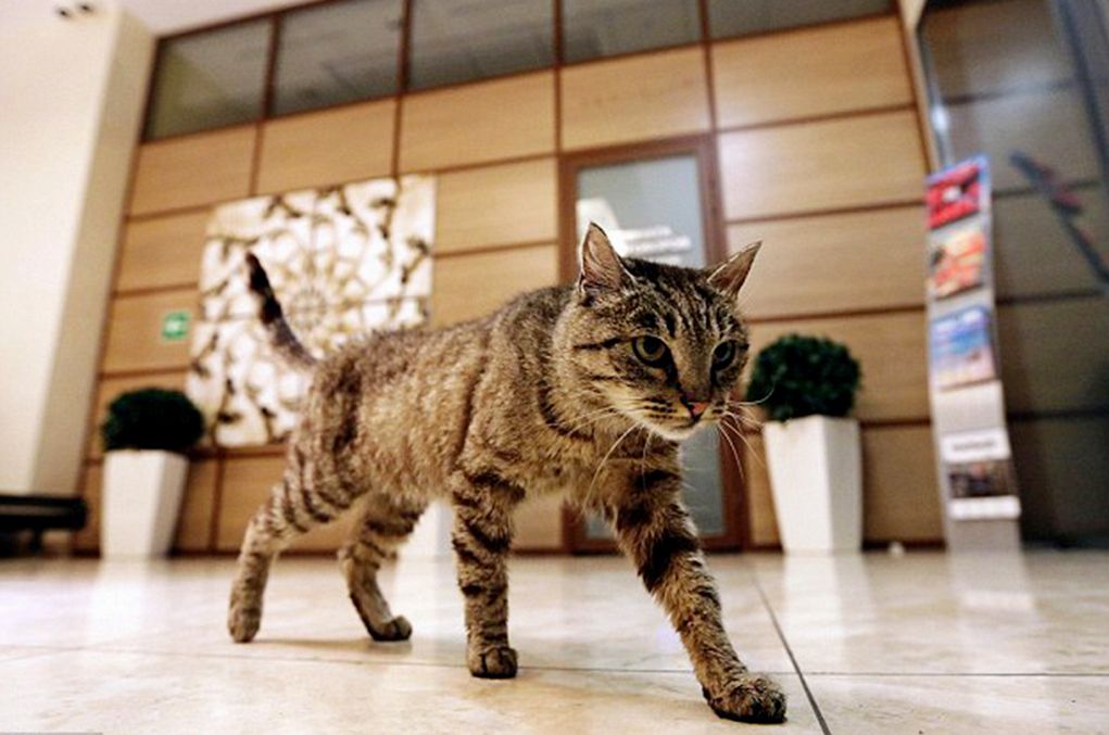 Мыться, стирать, переодеваться в туалетах и передвигаться верхом на животных: что запретили делать в Московских аэропортах