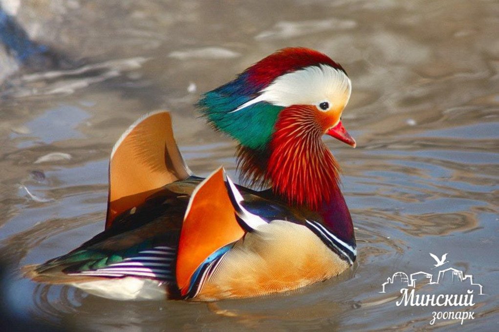 Минский зоопарк проведёт бесплатные экскурсии