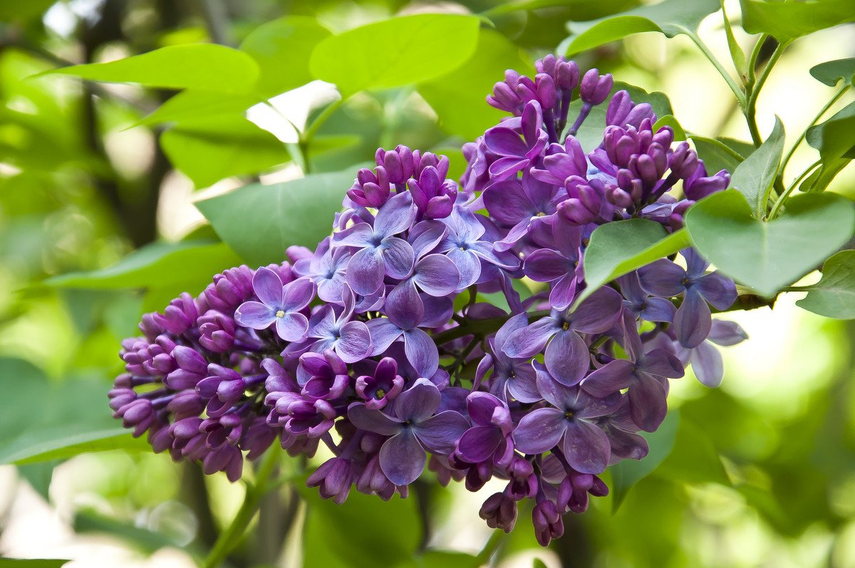 В ботаническом саду пройдёт неделя сирени