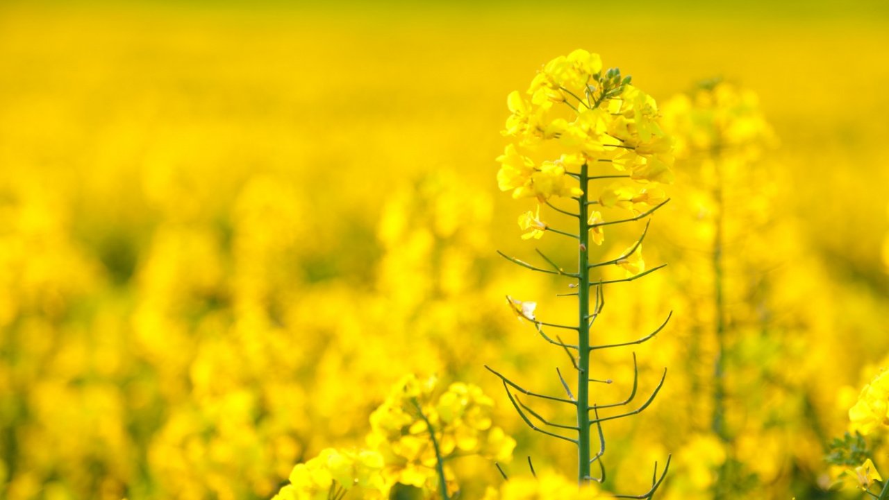 Скоро в продажу поступят скретч-карты Беларуси