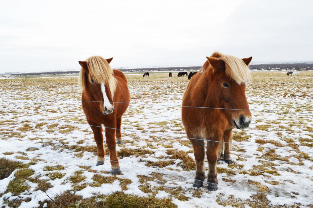Исландия в «не сезон»: зачем ехать зимой и как все организовать