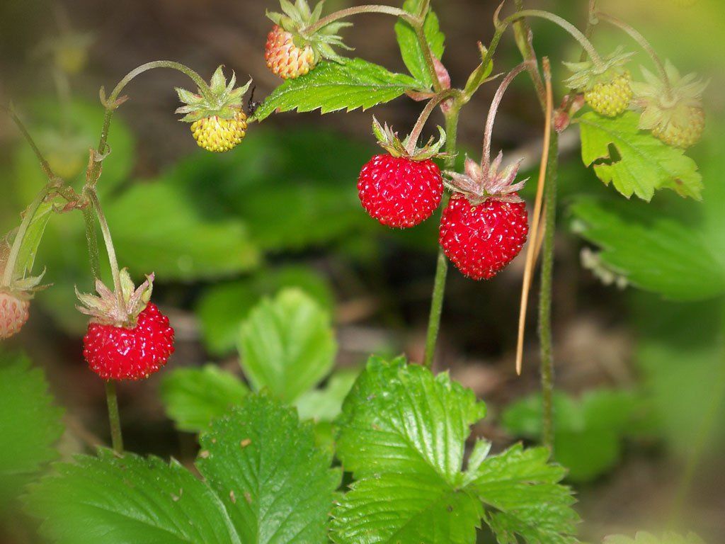 На выходных: «Кола часу», «Самаход», «Пастернак» и Купалье