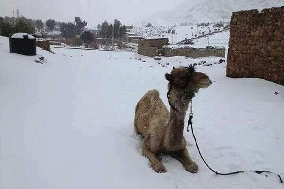 Снег в Египте