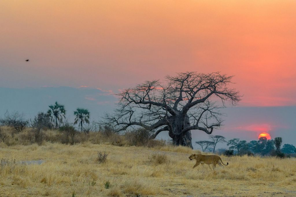 ruaha-national-park-tanzania.adapt.1900.1.jpg