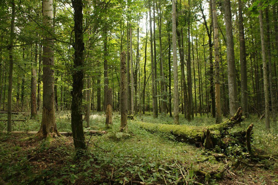 Беловежа лес.jpg