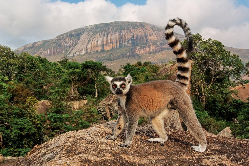 ring-tailed-lemur-madagascar.adapt.1900.1.jpg