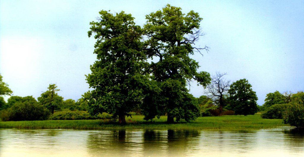 Park-Pripyatskiy-21.jpg Park-Pripyatskiy-21.jpg