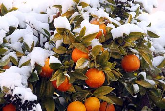 Новогодний гранд-тур в Абхазию на автобусе 2026!