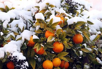 Тур в Абхазию: отдых + оздоровление!