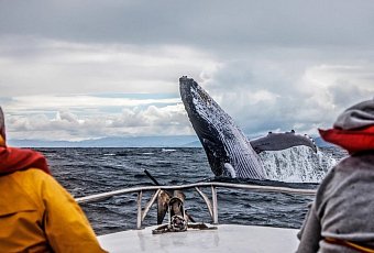 Новый год 2026 в Мурманске! Киты и северное сияние