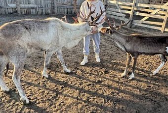 Новый год 2026 в Мурманске! Киты и северное сияние