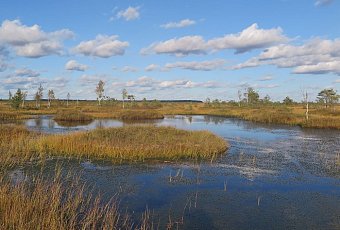Ландшафтный заказник &amp;quot;Ельня&amp;quot; - экскурсия на болота!
