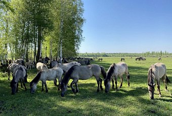 Налибокские секреты с лавандой