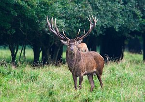Минские каникулы и Беловежская сказка 8 дней