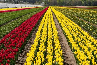 Яркие краски Полесья