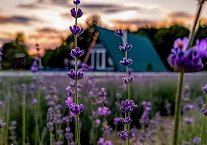 Налибокские секреты с лавандой