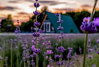 Налибокские секреты с лавандой