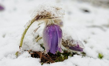 Снежная Пасха, или «Такого снегопада давно не помнят здешние места»