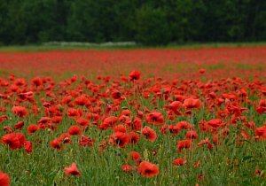 Цветение маков - Псков - Печоры - Пушкинские горы