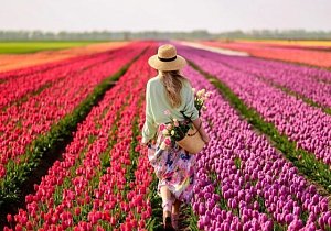 Белорусская Голландия: цветение тюльпанов и Пинск