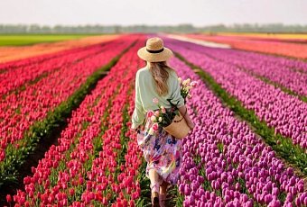 Белорусская Голландия: цветение тюльпанов и Пинск