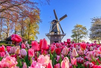 Цветочный Бенилюкс!