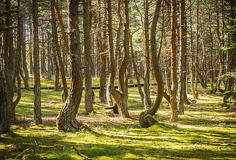 Сокровища Калининградского Края!