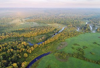 Цветение лаванды и Березинский заповедник 