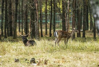 Цветение лаванды и Березинский заповедник 