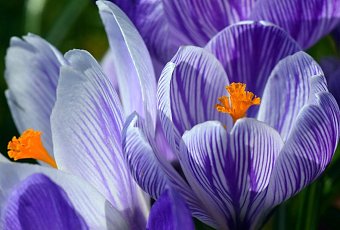 8 марта — время для путешествий: подборка туров и экскурсий от TIO.BY