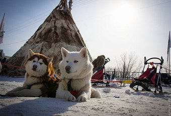Тур в Мурманск! Киты и северное сияние