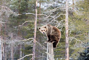 Каникулы у Санта Клауса в Лапландии! Только для туристов с визами!