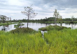 Путешествие на болото Мох и остров влюбленных деревьев
