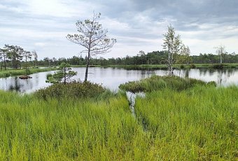 Путешествие на болото Мох и остров влюбленных деревьев