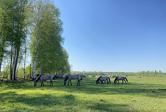 Нечаканая правінцыя