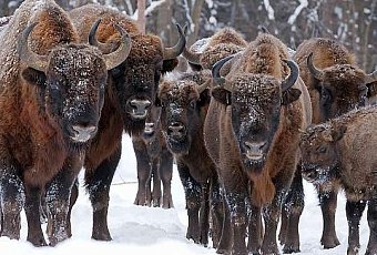 Тысячелетний Брест и Поместье Деда Мороза, 5 дней