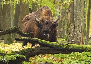 Тур в Брест на 2 дня: Пуща, Крепость и Замки