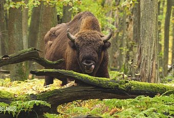 Тур в Брест на 2 дня: Пуща, Крепость и Замки