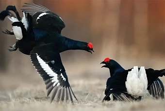 Березинскому биосферному заповеднику — 100 лет!